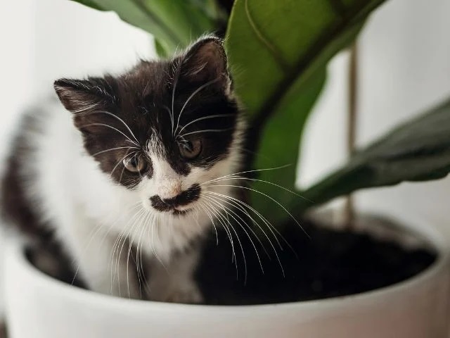 Why Are Fiddle Leaf Figs Dangerous? To Cats