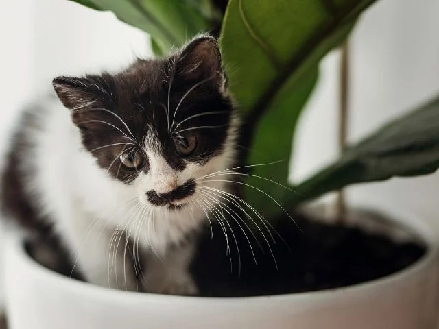 Are Fiddle Leaf Figs Toxic to Cats?