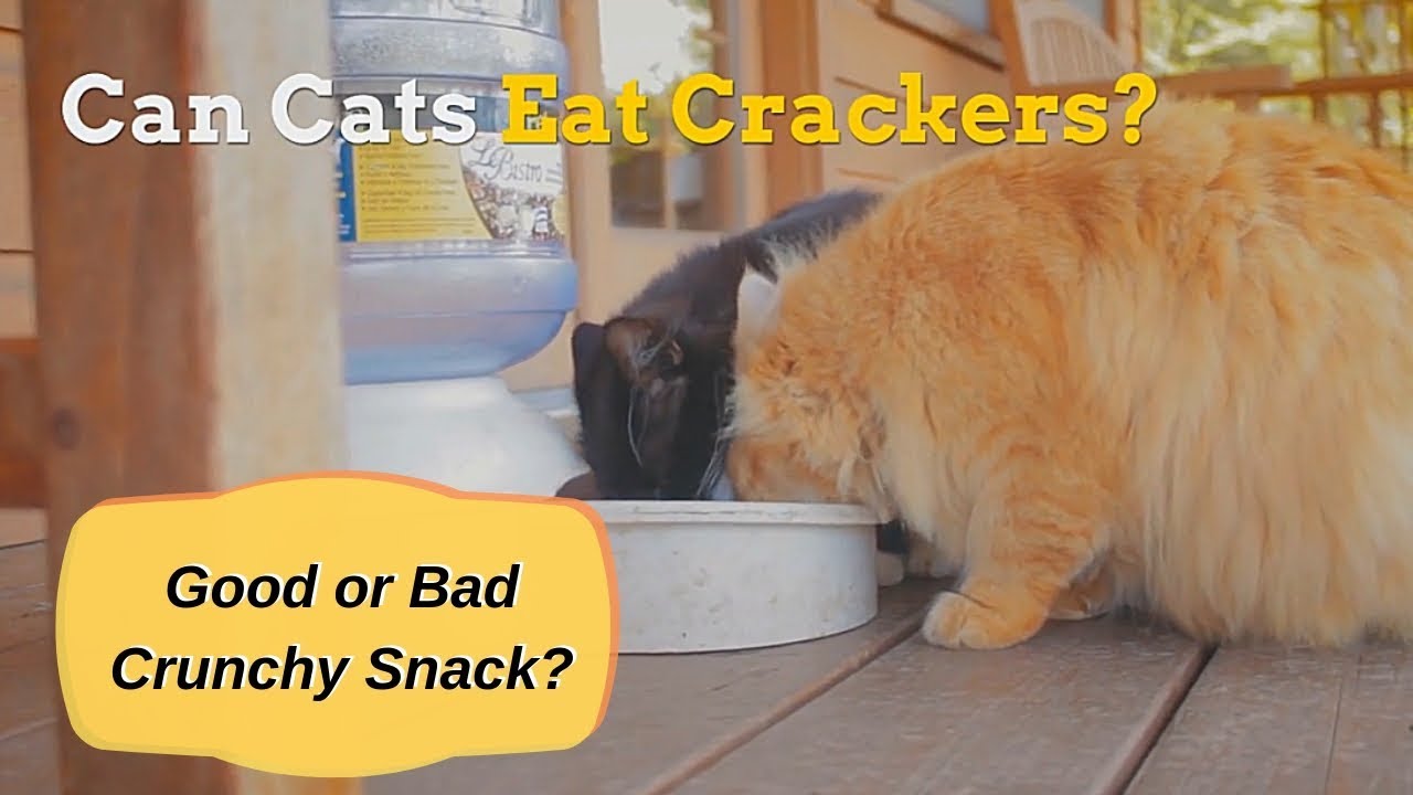 Why Are Saltine Crackers Bad for Cats