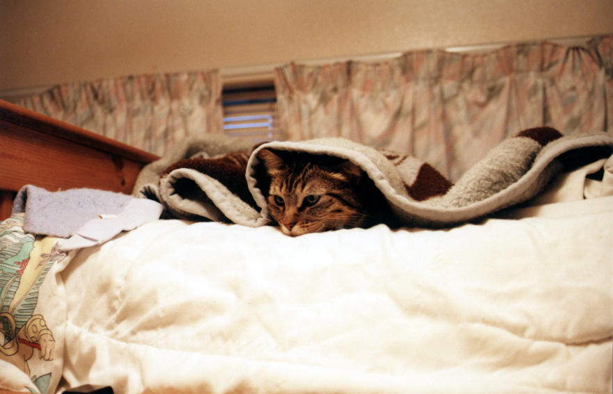 Why Does My Cat Burrow Into Me?