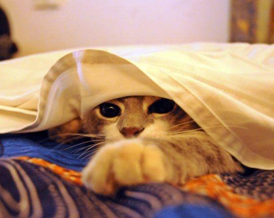 Why Does My Cat Hate Being Under The Covers?