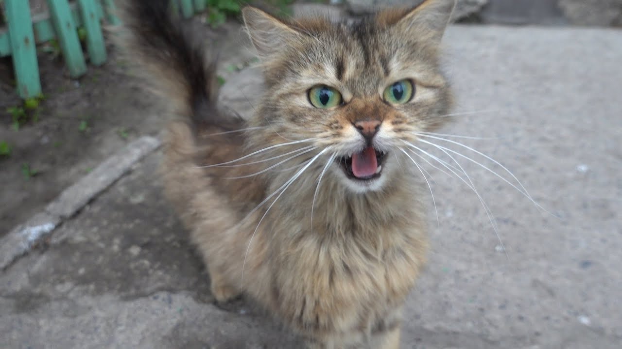 Why Does Your Cat Kitten Meow While Eating?