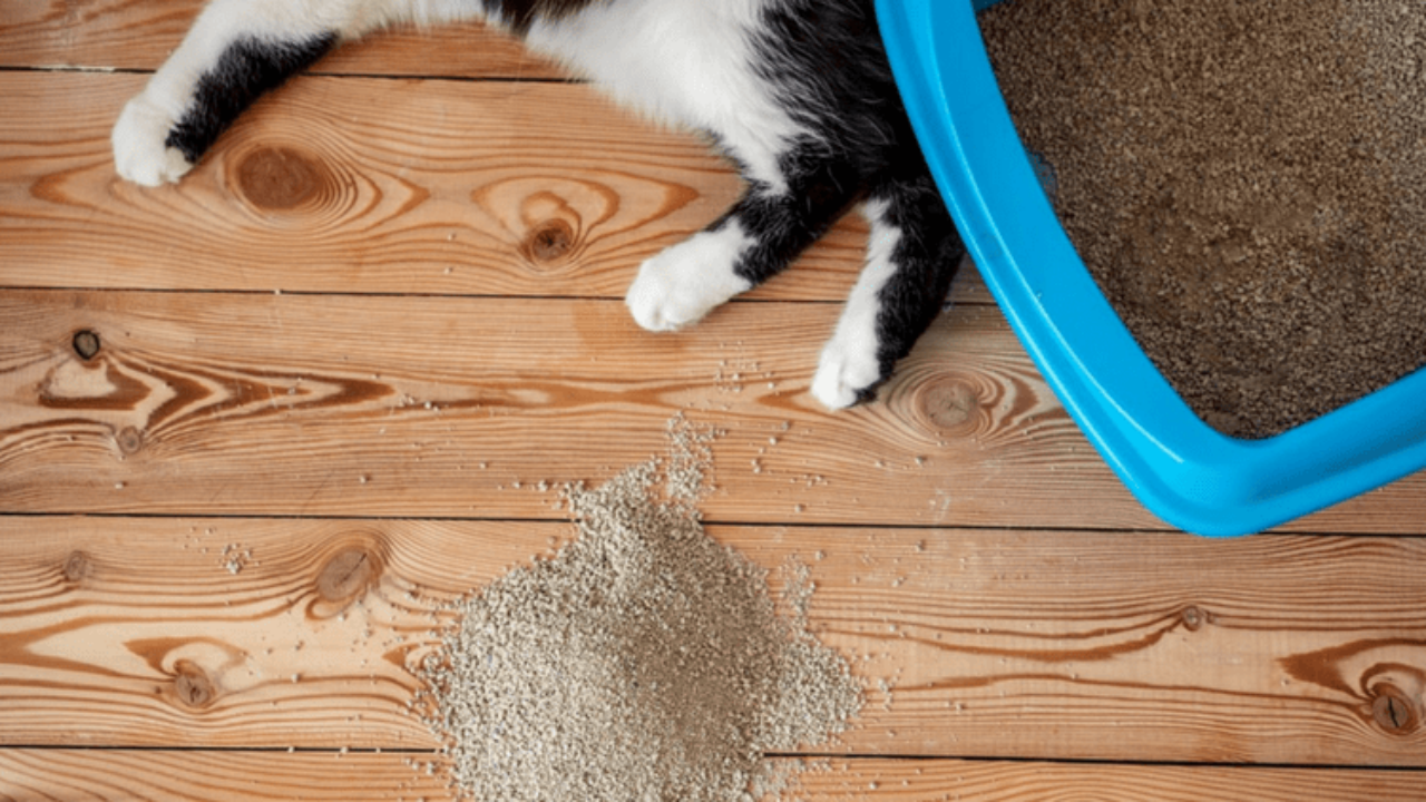 Why Does Your Cat Pee In House?