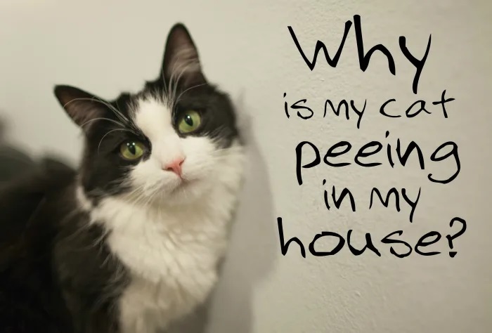 Why Does Your Cat Pee In The House