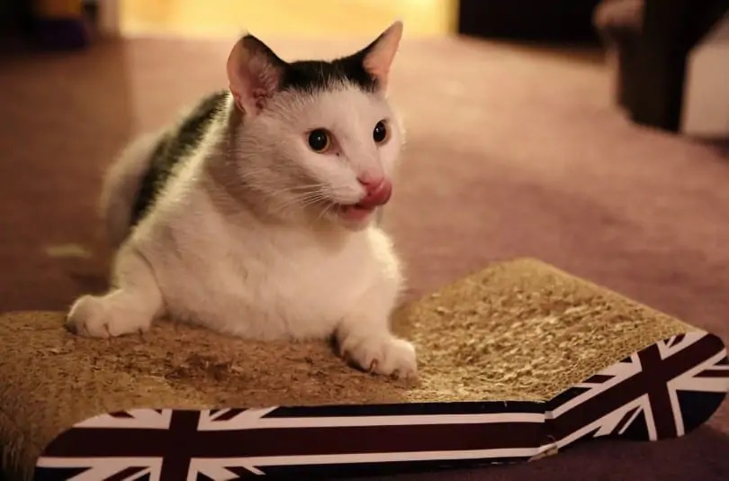 Why do Cats Smack Their Lips?