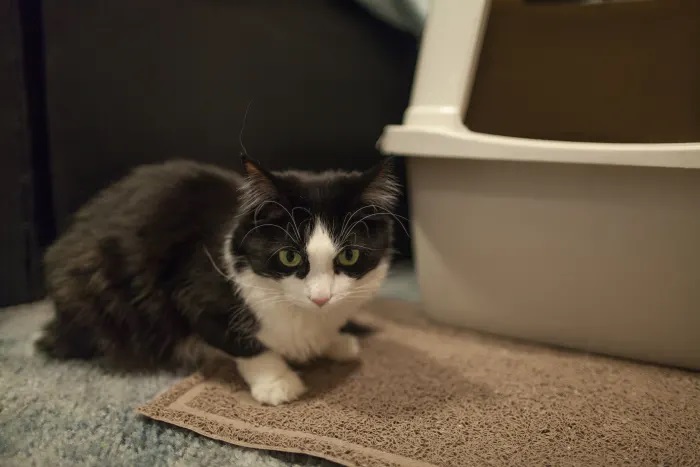 Why do cats Pee in the House?