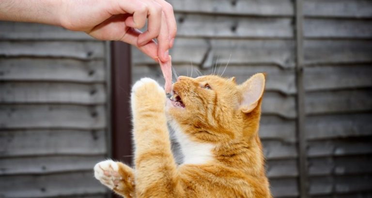 how Can You Feed Your Cat Anchovies