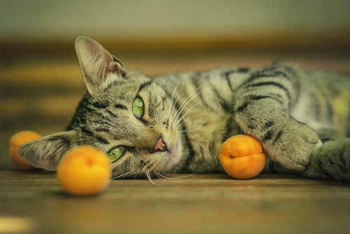 Are Apricots Healthy for Cats?