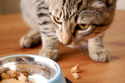 Are Human Biscuits Good For Cats?