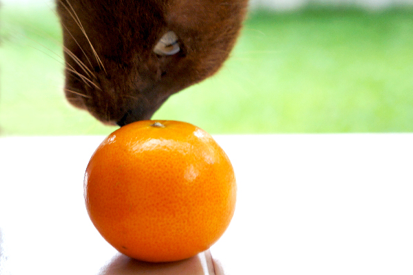 Are Oranges Safe For Cats To Eat?