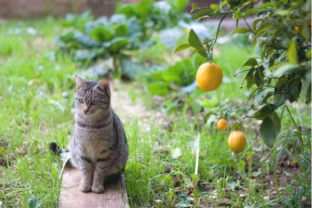 Can Cat Eat Lemon Juice?