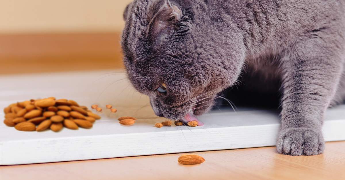 Can Cats Eat Almonds?