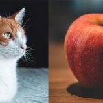 Can Cats Eat Apple Pie?