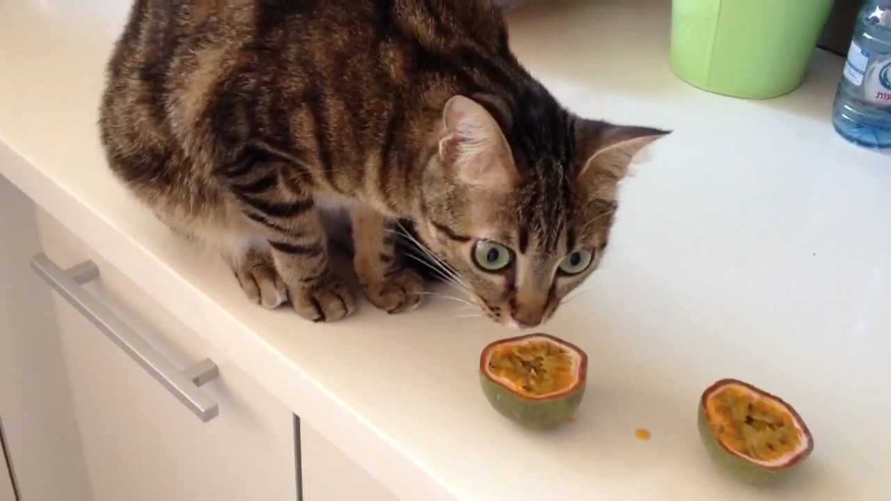 Can Cats Eat Apricots?