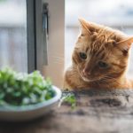 Can Cats Eat Arugula?