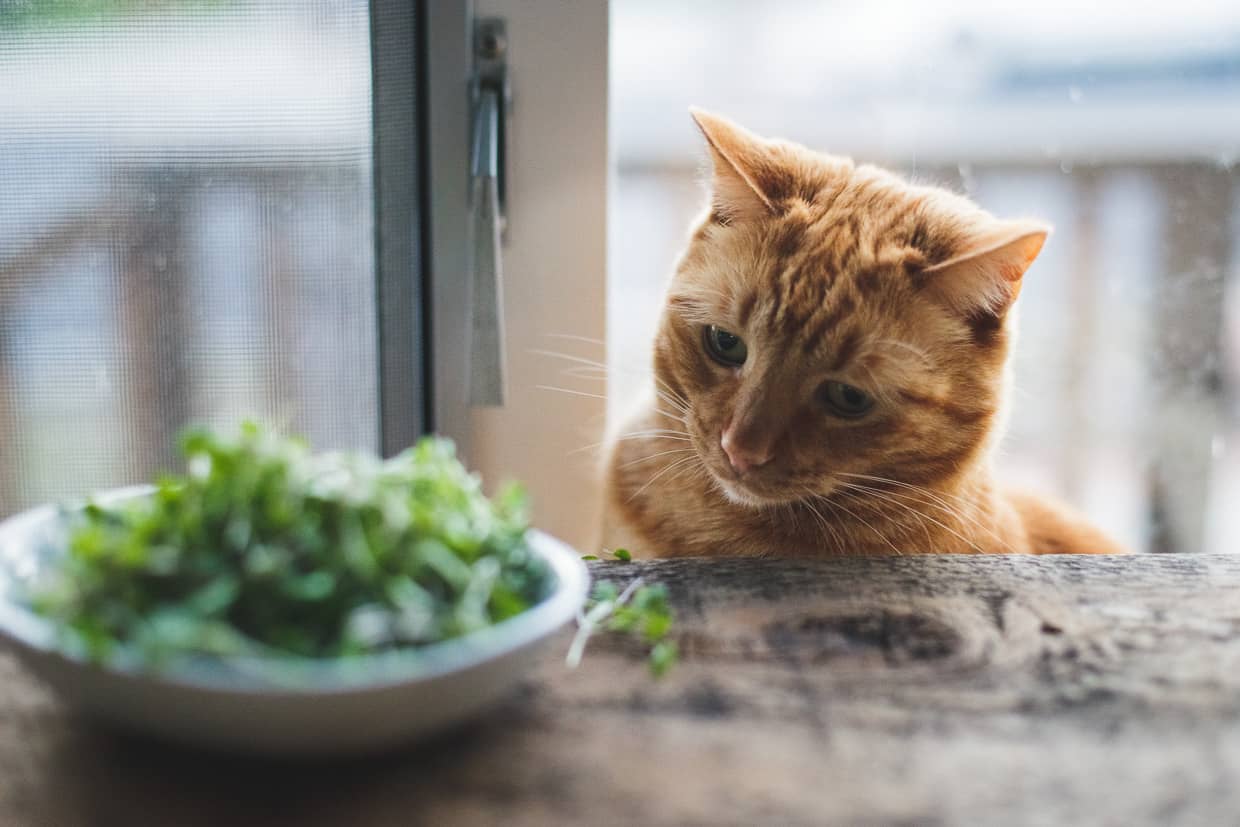 Can Cats Eat Arugula?