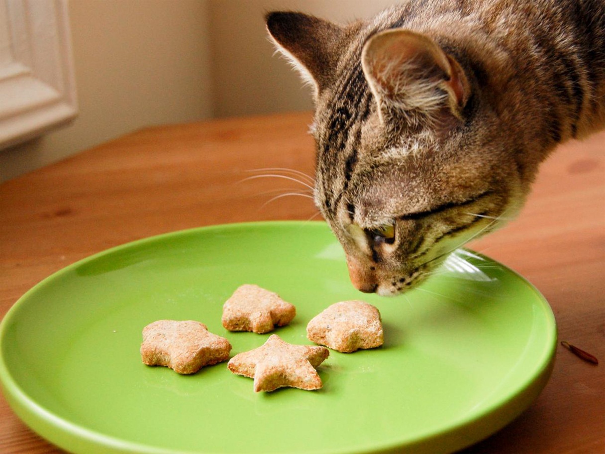 Can Cats Eat Biscuits?