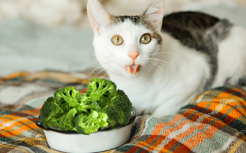 Can Cats Eat Broccoli?