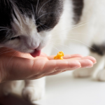 Can Cats Eat Candy Corn?