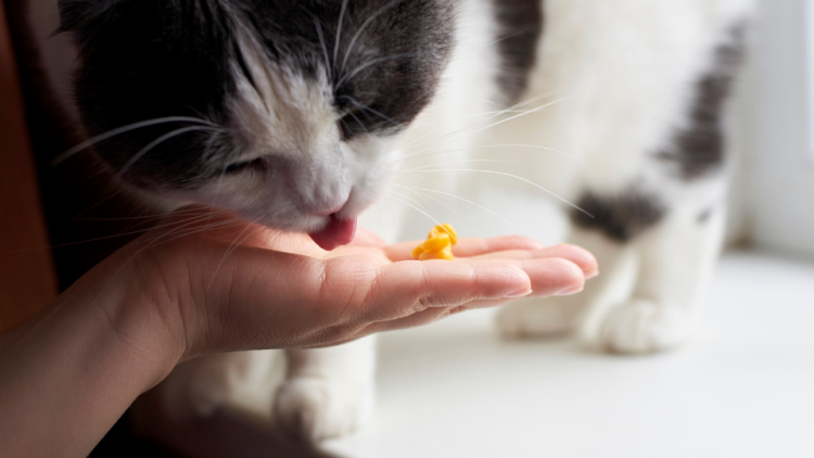 Can Cats Eat Candy Corn?