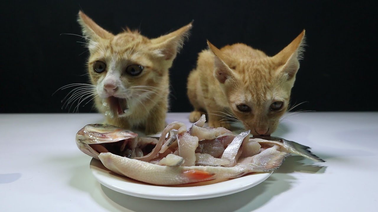 Can Cats Eat Catfish?
