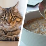 Can Cats Eat Cereal?