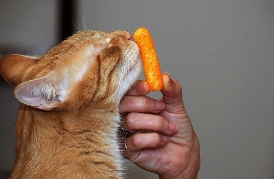 Can Cats Eat Cheese Puffs?
