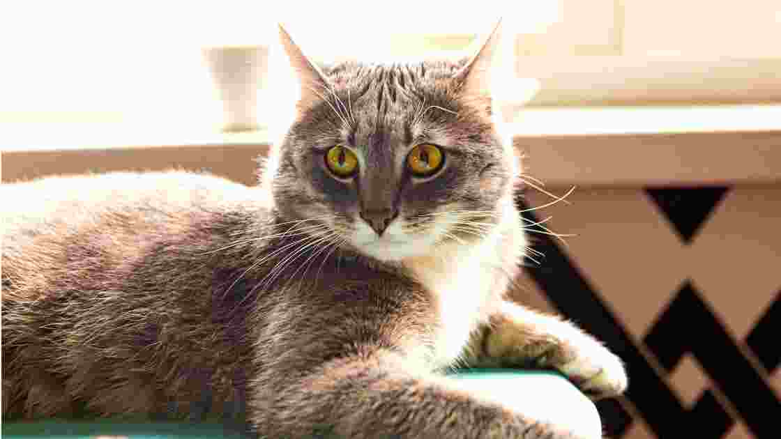 Can Cats Eat Chestnuts?