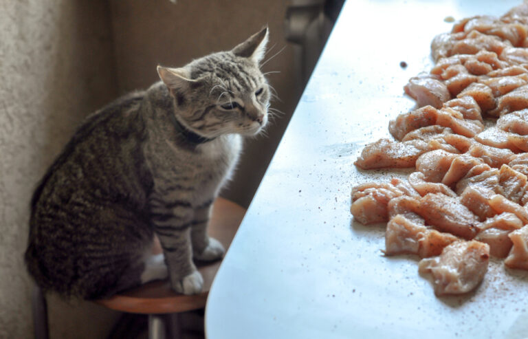 Can Cats Eat Chicken Nuggets?