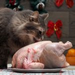 Can Cats Eat Chicken Skin?