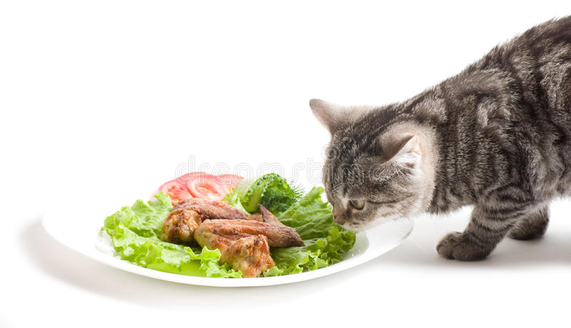 Can Cats Eat Chicken Wings?
