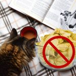 Can Cats Eat Chips?