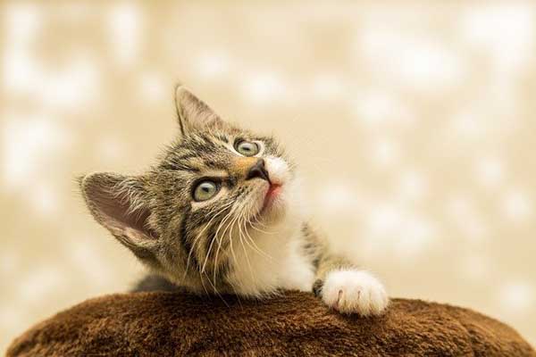 Can Cats Eat Chocolate Pudding?