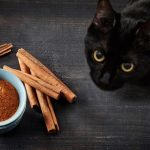 Can Cats Eat Cinnamon Rolls?