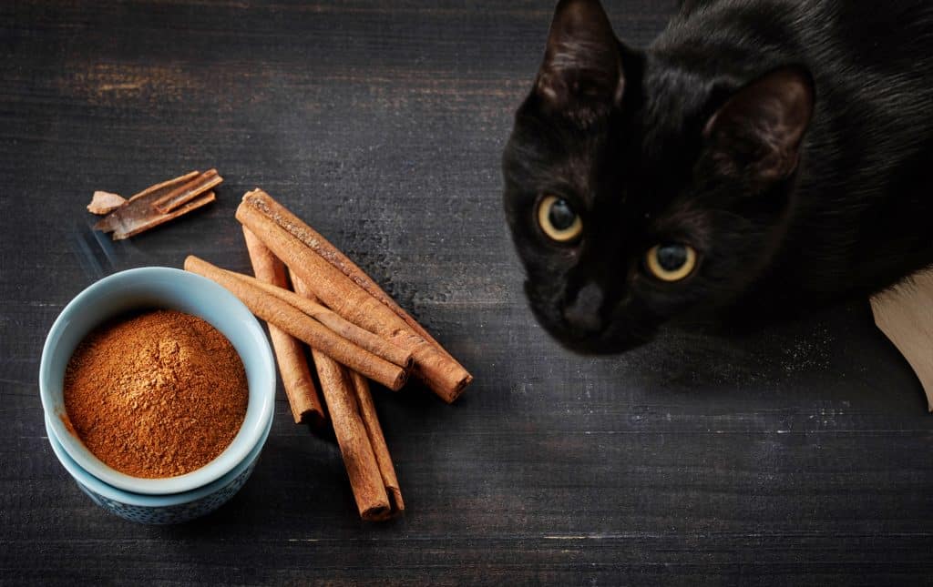 Can Cats Eat Cinnamon Rolls?