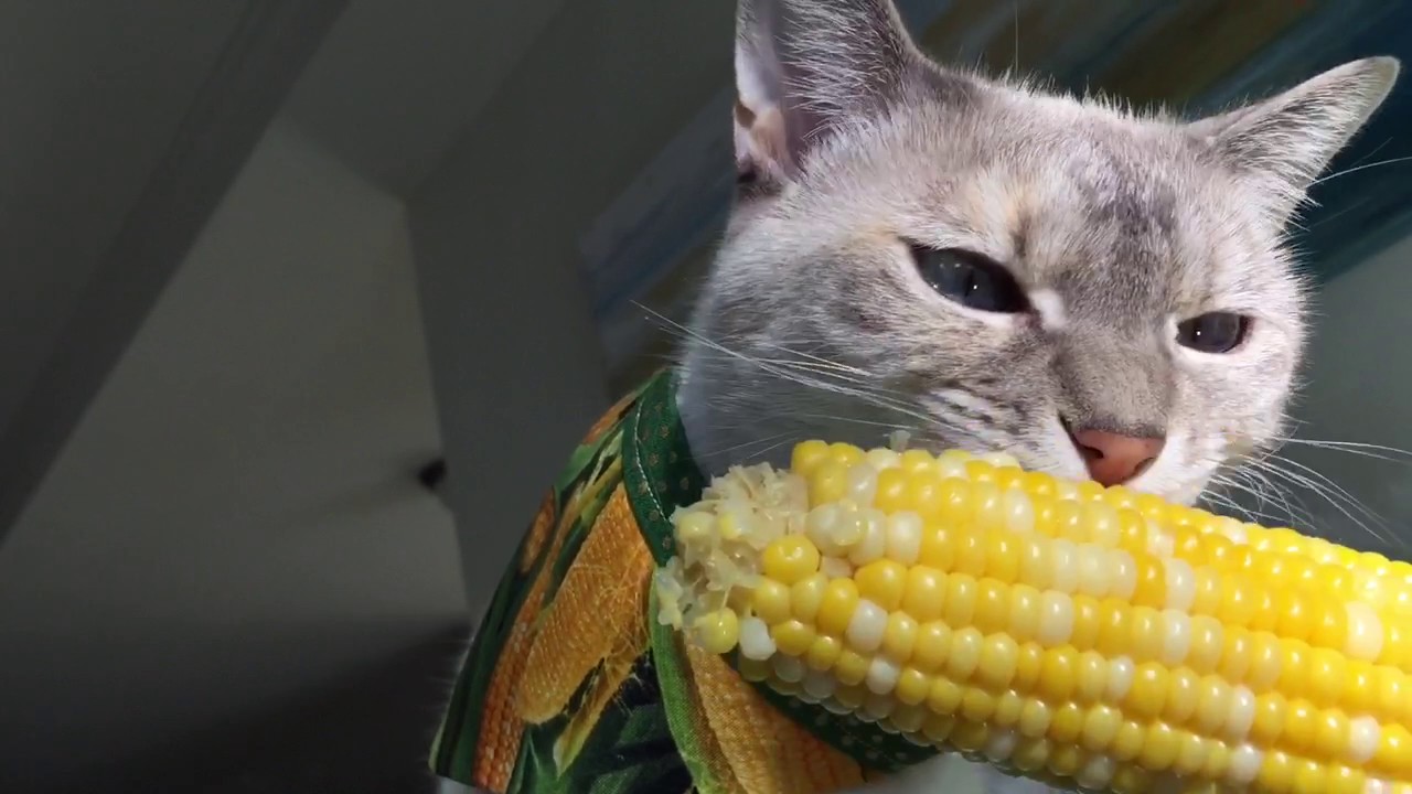 Can Cats Eat Cornstarch?