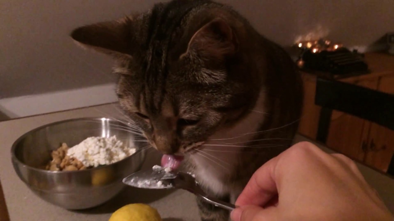 Can Cats Eat Cottage Cheese?