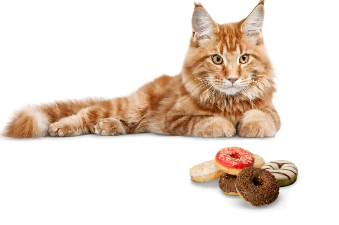 Can Cats Eat Donuts?