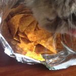 Can Cats Eat Doritos?