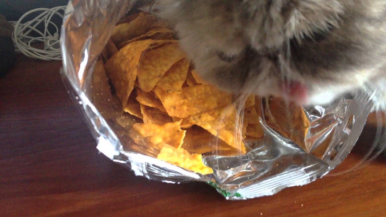 Can Cats Eat Doritos?