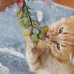 Can Cats Eat Grapes?