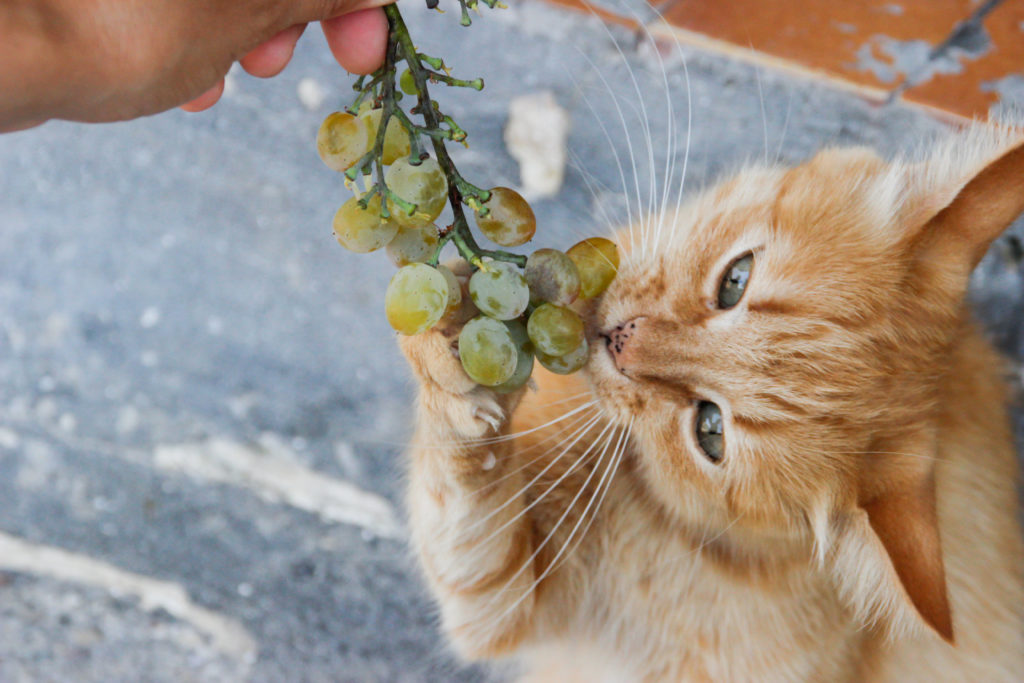Can Cats Eat Grapes?