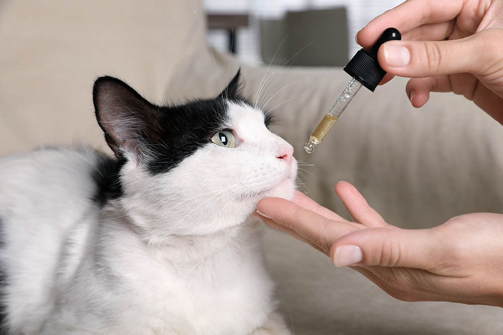 Can Cats Eat Honey Nut Cheerios?