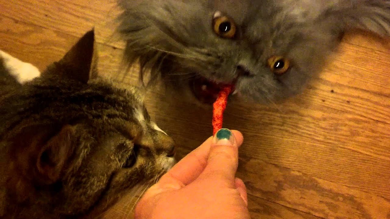 Can Cats Eat Hot Cheetos?