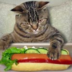 can cats eat hot dogs?