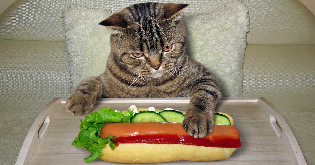 can cats eat hot dogs?