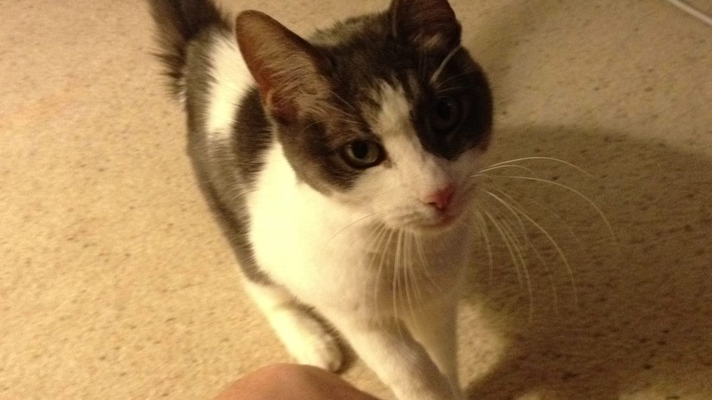 Can Cats Eat Jelly Beans?