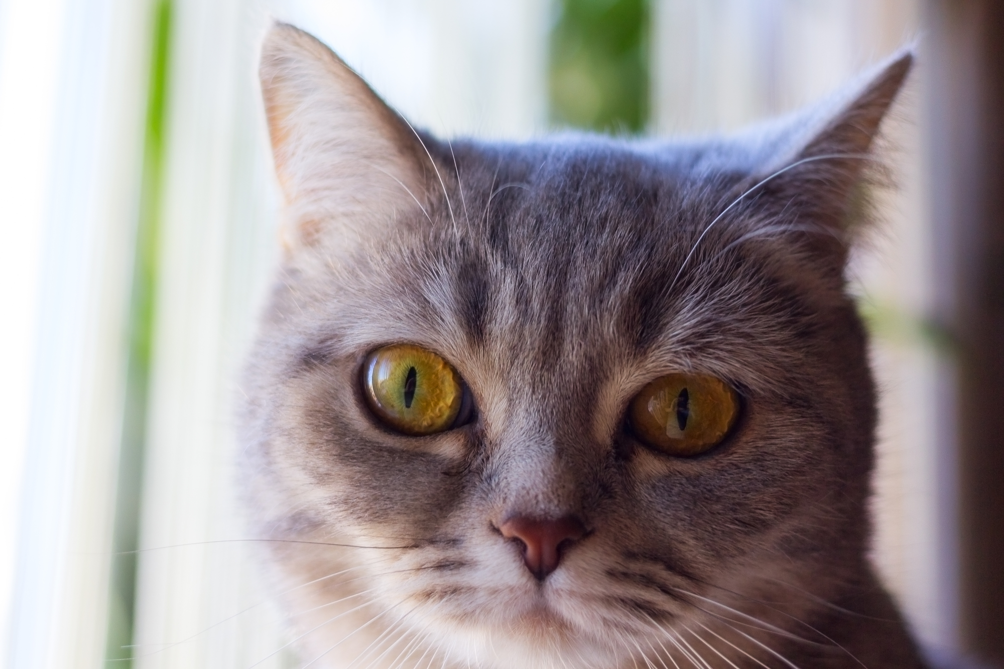 Can Cats Eat Lamb?