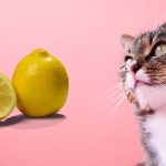 Can Cats Eat Lemons?