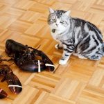 Can Cats Eat Lobster?